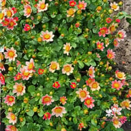 Topmix Salmon Dahlia Tuber