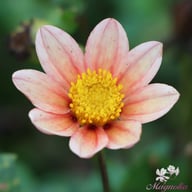 Topmix Salmon Dahlia Tuber