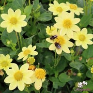 Topmix Yellow Dahlia Tuber