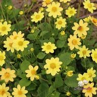 Topmix Yellow Dahlia Tuber