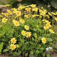 Topmix Yellow Dahlia Tuber