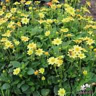 Topmix Yellow Dahlia Tuber