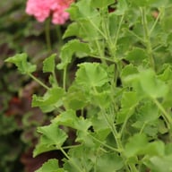Torento (Grandeur Odorata Cola) Pelargon Stickling