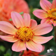 Totally Tangerine Dahlia Knöl