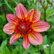Totally Tangerine Dahlia Knöl