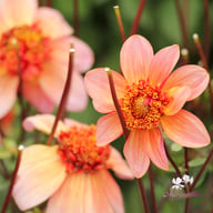 Totally Tangerine Dahlia Knöl