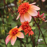 Totally Tangerine Dahlia Knöl