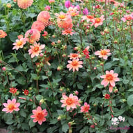 Totally Tangerine Dahlia Knöl