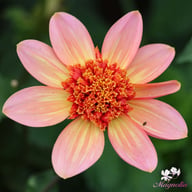 Totally Tangerine Dahlia Knöl