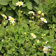 Toto Dahlia Knöl