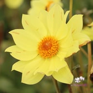Tournesol Dahlia Tuber