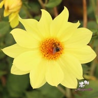 Tournesol Dahlia Tuber