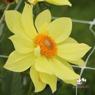 Tournesol Dahlia Tuber
