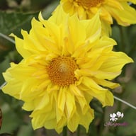 Tournesol Dahlia Tuber