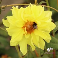Tournesol Dahlia Tuber