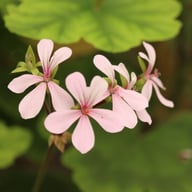 Trädpelargon Pelargon Stickling