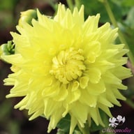 Trooper Dan Dahlia Tuber
