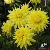 Trooper Dan Dahlia Tuber