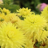 Trooper Dan Dahlia Tuber