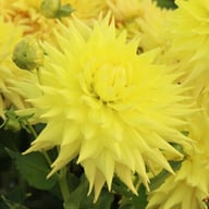 Trooper Dan Dahlia Tuber