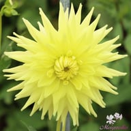 Trooper Dan Dahlia Tuber