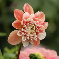 Tropical Dream Dahlia Cutting