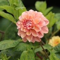 Tropical Dream Dahlia Cutting