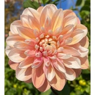 Tropical Dream Dahlia Cutting