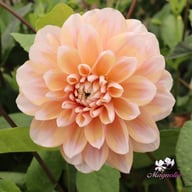Tropical Dream Dahlia Cutting