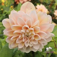 Tropical Dream Dahlia Cutting