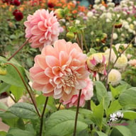 Tropical Dream Dahlia Cutting