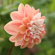 Tropical Dream Dahlia Cutting