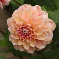 Tropical Dream Dahlia Cutting