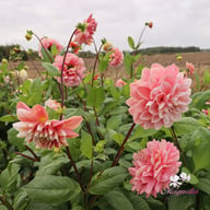 Tropical Dream Dahlia Cutting