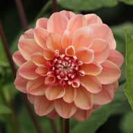 Tropical Dream Dahlia Cutting