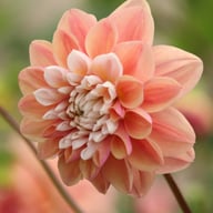 Tropical Dream Dahlia Cutting