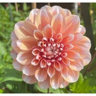 Tropical Dream Dahlia Cutting