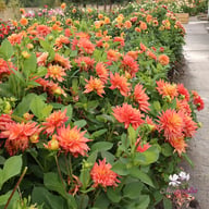 Tropical Idylle Tuber