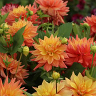 Tropical Idylle Tuber