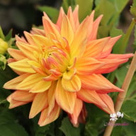 Tropical Idylle Tuber