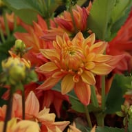 Tropical Idylle Tuber