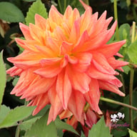 Tropical Idylle Tuber