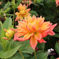 Tropical Idylle Tuber