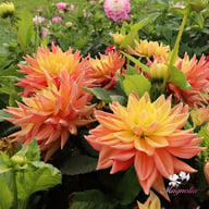 Tropical Idylle Tuber