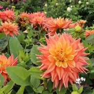 Tropical Idylle Tuber