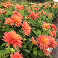 Tropical Idylle Tuber