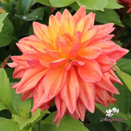 Tropical Idylle Dahlia Knöl