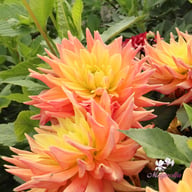 Tropical Idylle Dahlia Knöl