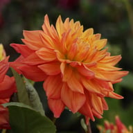 Tropical Idylle Tuber