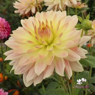 Tropical Sunset Dahlia Tuber